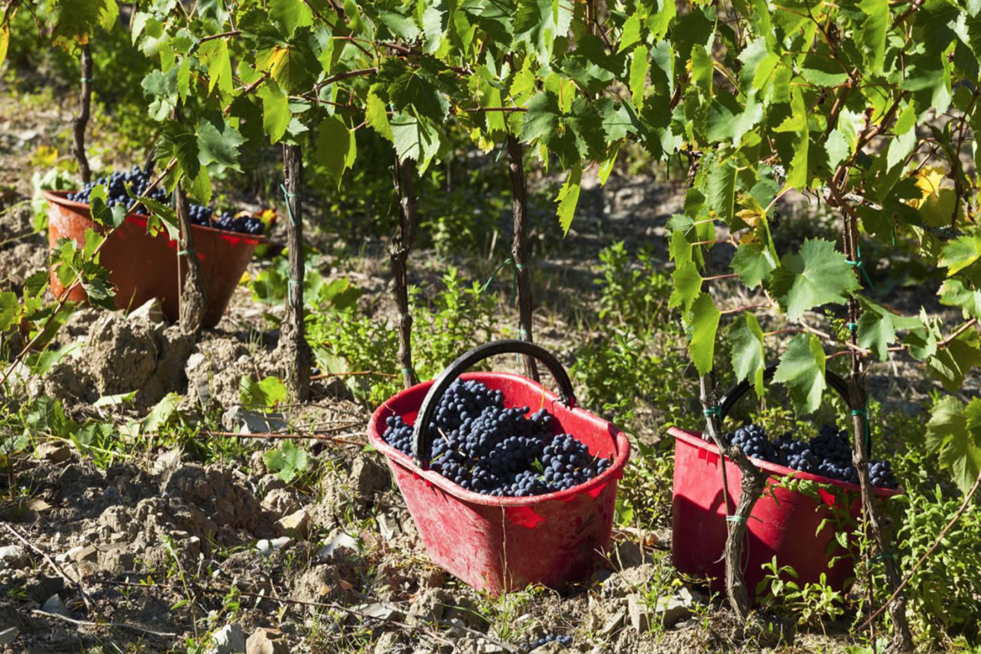 Agriturismo Toskana, Ferienwohnungen Nähe Florenz und in den Weinbergen Agriturismo Toskana, Ferienwohnungen Nähe Florenz und in den Weinbergen