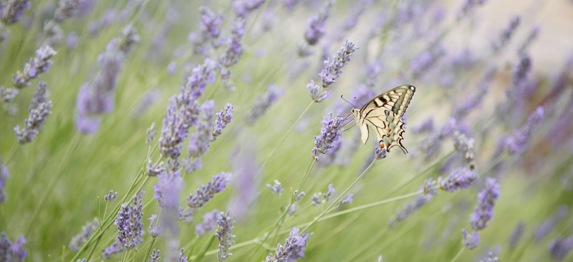 Agriturismo Toskana Geheimtipp! Ferienhäuser und- wohnungen in der Toskana bei Siena